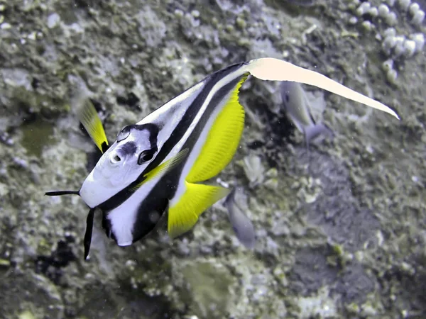 Bannerfish Heniochus Diphreutes Zwemt Filipijnse Zee November 2010 — Stockfoto