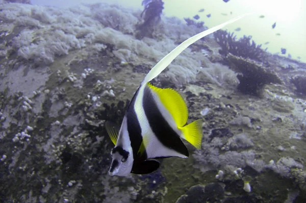 Bannerfish Heniochus Diphreutes Pływa Morzu Filipińskim Listopada 2010 — Zdjęcie stockowe