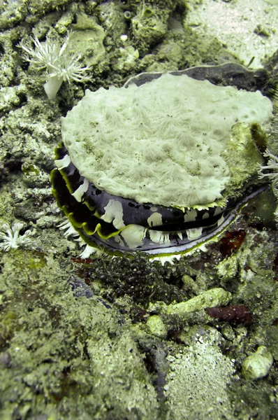 Clam Bottom Filipino Sea December 2011 — Stock Photo, Image