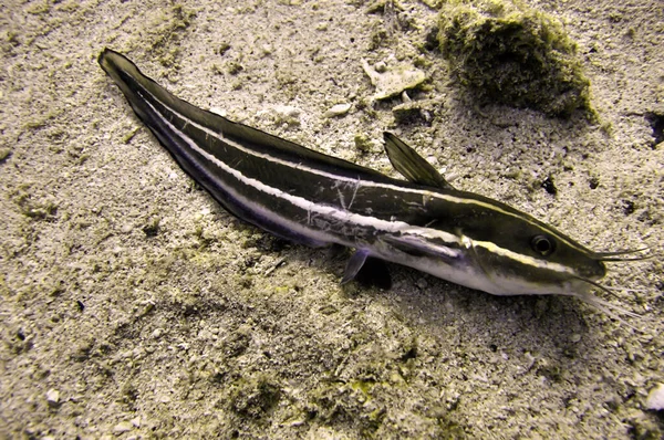 Neznámá Ryba Zemi Filipínském Moři Prosince 2010 — Stock fotografie