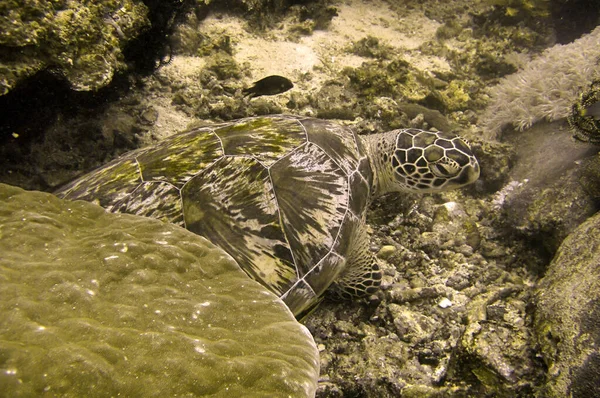 Zeeschildpad Chelonia Zwemt Filipijnse Zee December 2010 — Stockfoto