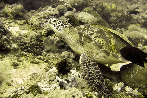 Sea Turtle Chelonia Sta Nuotando Nel Mare Filippino Dicembre 2011 — Foto Stock