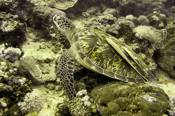 Sea Turtle Chelonia Está Nadando Mar Filipino Dezembro 2011 — Fotografia de Stock