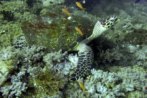 Sea Turtle Chelonia Está Nadando Mar Filipino Dezembro 2011 — Fotografia de Stock