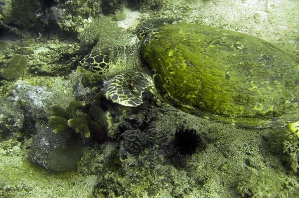 Meeresschildkröte Chelonia Schwimmt Philippinischen Meer Januar 2012 — Stockfoto