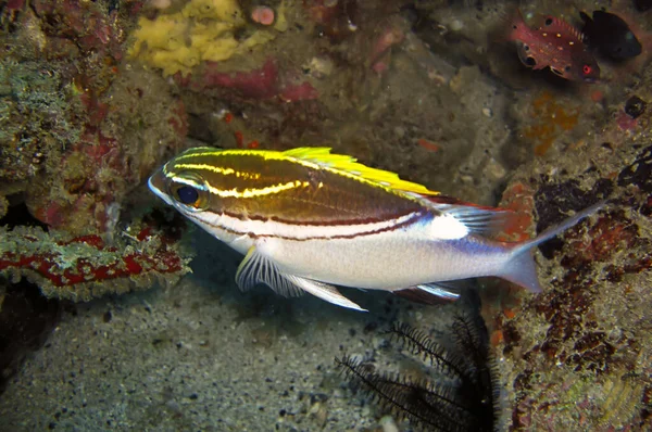 Unknown Fish Swimming Filipino Sea Декабрь 2010 — стоковое фото