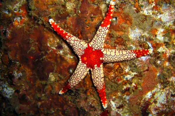 Seastar Pentaceraster Zemi Filipínském Moři Prosince 2011 — Stock fotografie