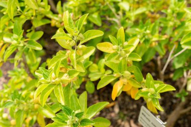 Saint Gallen, İsviçre, 13 Eylül 2025 Withania Somnifera veya botanik bahçesindeki ashwagandha bitkisi