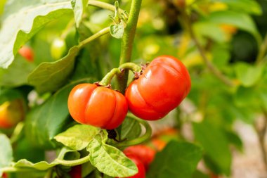 Saint Gallen, İsviçre, 13 Eylül 2025 Solanum Sessiliflorum veya botanik bahçesindeki hindistan cevizi bitkisi