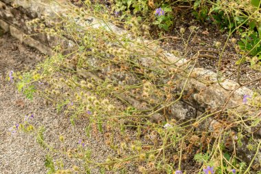 Saint Gallen, İsviçre, 13 Eylül 2025 Solanum Cirullifolium veya botanik bahçesindeki karpuz itüzümü bitkisi