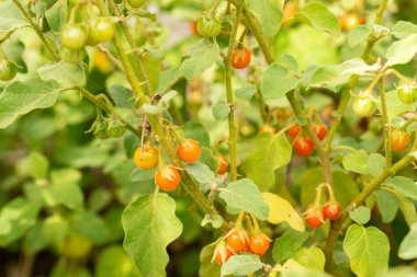 Saint Gallen, İsviçre, 13 Eylül 2025 Botanik Bahçesindeki Solanum Coccineum fabrikası