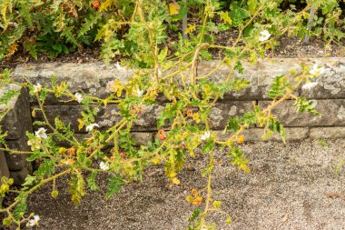 Saint Gallen, İsviçre, 13 Eylül 2025 Solanum Sisymbriifolium veya botanik bahçesindeki vila fabrikası