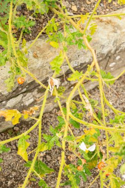 Saint Gallen, İsviçre, 13 Eylül 2025 Solanum Sisymbriifolium veya botanik bahçesindeki vila fabrikası