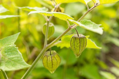Saint Gallen, İsviçre, 13 Eylül 2025 Physalis Peruviana veya botanik bahçesindeki Aguaymanto bitkisi