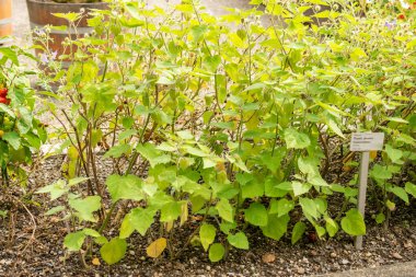 Saint Gallen, İsviçre, 13 Eylül 2025 Physalis Peruviana veya botanik bahçesindeki Aguaymanto bitkisi