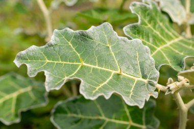 Saint Gallen, İsviçre, 13 Eylül 2025 Solanum Marginatum veya botanik bahçesindeki mor afrikalı itüzümü bitkisi