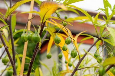 Saint Gallen, İsviçre, 13 Eylül 2025 Solanum Laciniatum veya botanik bahçesindeki poroporo fabrikası