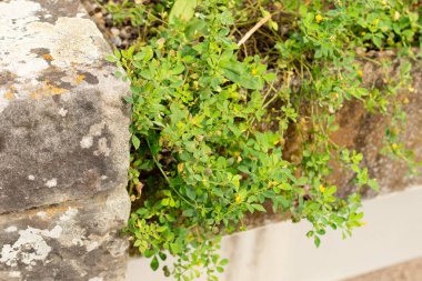 Saint Gallen, İsviçre, 13 Eylül 2025 Medicago Turbinata veya botanik bahçesindeki güney sağlık tesisi