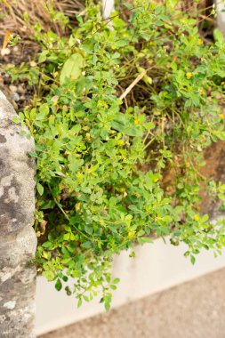 Saint Gallen, İsviçre, 13 Eylül 2025 Medicago Turbinata veya botanik bahçesindeki güney sağlık tesisi