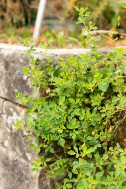 Saint Gallen, İsviçre, 13 Eylül 2025 Medicago Turbinata veya botanik bahçesindeki güney sağlık tesisi