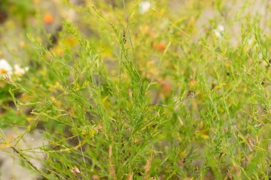 Saint Gallen, İsviçre, 13 Eylül 2025 Nierembergia Scoparia veya botanik bahçesindeki çörekler