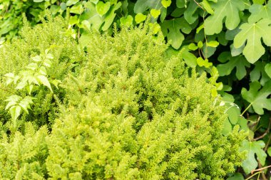 Saint Gallen, İsviçre, 13 Eylül 2025 Podocarpus Lawrwnceii veya botanik bahçesindeki dağ eriği çamı bitkisi