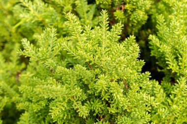 Saint Gallen, İsviçre, 13 Eylül 2025 Podocarpus Lawrwnceii veya botanik bahçesindeki dağ eriği çamı bitkisi