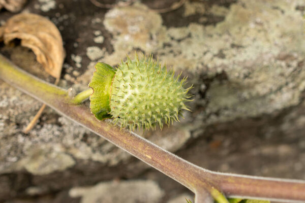 Санкт-Галлен, Швейцария, 13 сентября 2025 г. Растение Datura Innoxia или Pricklyburr в ботаническом саду