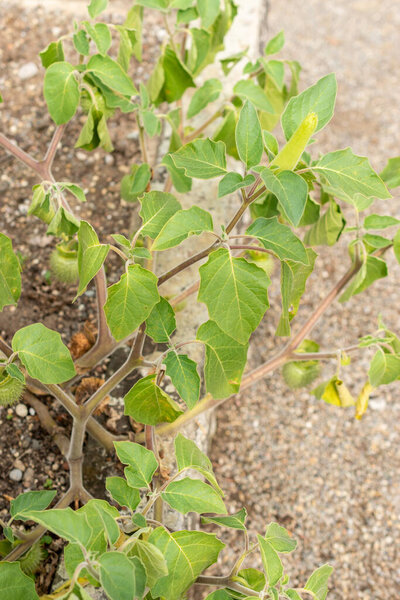 Санкт-Галлен, Швейцария, 13 сентября 2025 г. Растение Datura Innoxia или Pricklyburr в ботаническом саду