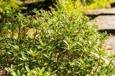 Zürih, İsviçre, 15 Eylül 2025 Rhododendron. Botanik bahçesindeki orta büyüklükte ferruginyum hirsutum fabrikası.