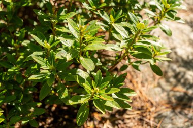 Zürih, İsviçre, 15 Eylül 2025 Rhododendron. Botanik bahçesindeki orta büyüklükte ferruginyum hirsutum fabrikası.