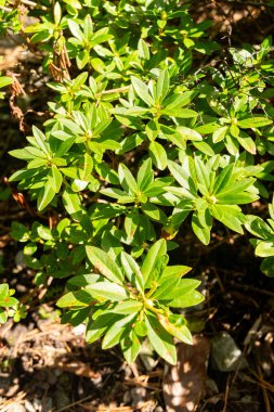 Zürih, İsviçre, 15 Eylül 2025 Rhododendron. Botanik bahçesindeki orta büyüklükte ferruginyum hirsutum fabrikası.