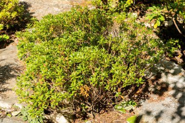 Zürih, İsviçre, 15 Eylül 2025 Rhododendron. Botanik bahçesindeki orta büyüklükte ferruginyum hirsutum fabrikası.