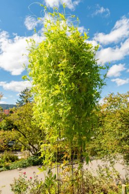 Zürih, İsviçre, 15 Eylül 2025 Cyclanthera Pedata veya botanik bahçesindeki caigua fabrikası
