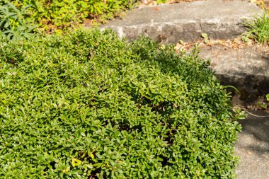 Zürih, İsviçre, 15 Eylül 2025 Daphne Sericea Bitkisi Botanik Bahçesinde