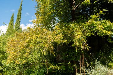 Zürih, İsviçre, 15 Eylül 2025 Castanea Sativa veya botanik bahçesindeki tatlı kestane bitkisi