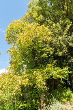 Zürih, İsviçre, 15 Eylül 2025 Castanea Sativa veya botanik bahçesindeki tatlı kestane bitkisi