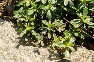 Zürih, İsviçre, 15 Eylül 2025 Lithodora Oleifolia veya zeytin bitkisi botanik bahçesinde bırakıldı.