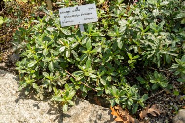 Zürih, İsviçre, 15 Eylül 2025 Lithodora Oleifolia veya zeytin bitkisi botanik bahçesinde bırakıldı.