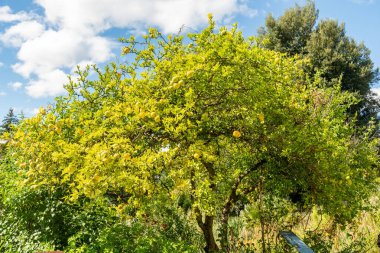 Zürih, İsviçre, 15 Eylül 2025 Citrus Trifoliatus veya botanik bahçesindeki portakal bitkisi