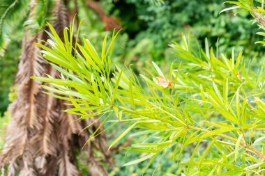 Zürih, İsviçre, 15 Eylül 2025 Podocarpus Affini bitkisi botanik bahçesinde.