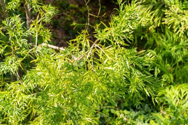 Zürih, İsviçre, 15 Eylül 2025 Afrocarpus Falcatus ya da botanik bahçesindeki sıradan sarı ahşap bitkisi