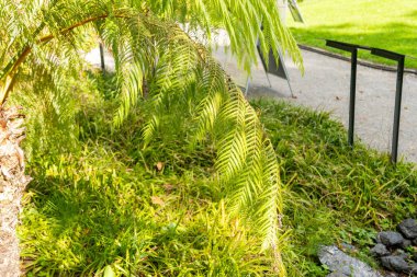 Zürih, İsviçre, 15 Eylül 2025 Cibotium Schiedei veya botanik bahçesindeki Meksika ağaç eğreltiotu bitkisi