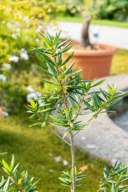 Zürih, İsviçre, 15 Eylül 2025 Crinodendron Hookerianum veya botanik bahçesindeki Şili fener ağacı bitkisi