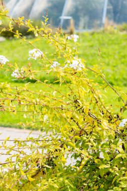 Zürih, İsviçre, 15 Eylül 2025 Plumbago Auriculata veya botanik bahçesindeki Pelerin Leadwort fabrikası