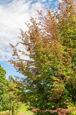 Zürih, İsviçre, 15 Eylül 2025 Parrotia Persica ya da botanik bahçesindeki Pers demirağacı bitkisi