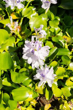 Zürih, İsviçre, 15 Eylül 2025 Pistia Stratiotes veya botanik bahçesindeki su lahana fabrikası