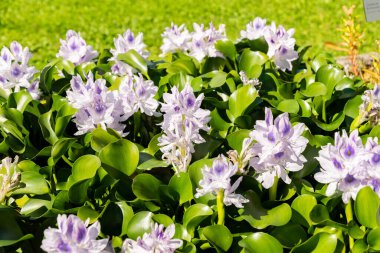 Zürih, İsviçre, 15 Eylül 2025 Pistia Stratiotes veya botanik bahçesindeki su lahana fabrikası