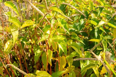 Zürih, İsviçre, 15 Eylül 2025 Saururus Cernuus veya botanik bahçesindeki bataklık kökü bitkisi