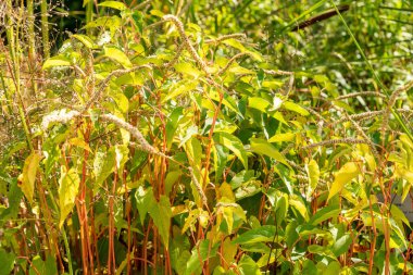 Zürih, İsviçre, 15 Eylül 2025 Saururus Cernuus veya botanik bahçesindeki bataklık kökü bitkisi